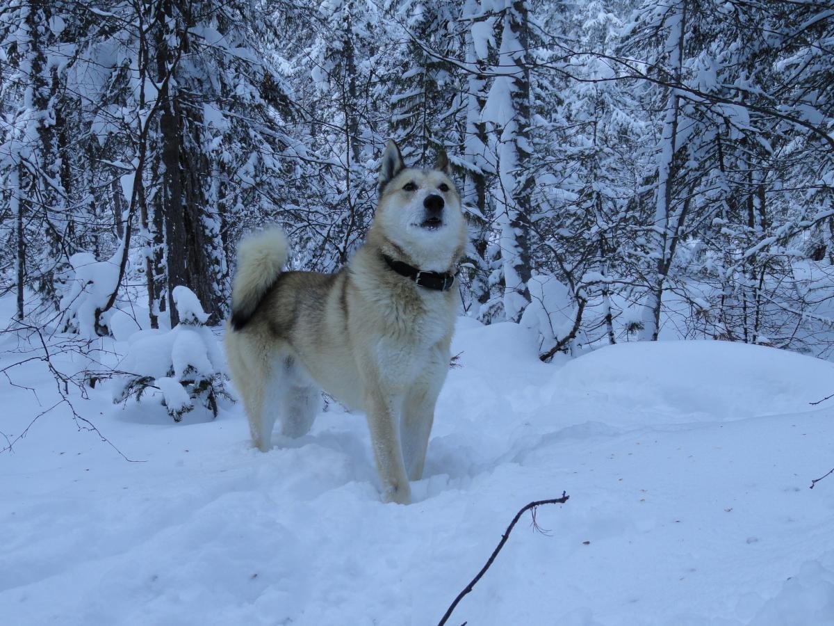 Немецкая овчарка грей