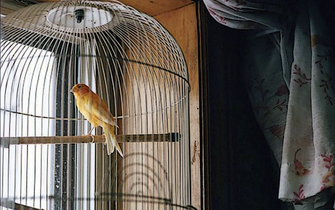 Птичка кенар в клетке