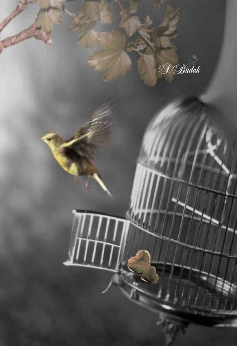 Голубая птичка в клетке