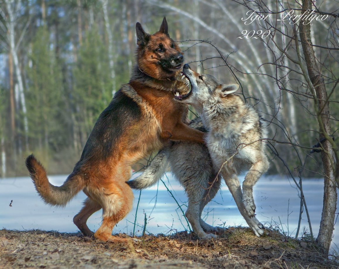 Сибирский Тундровый волк