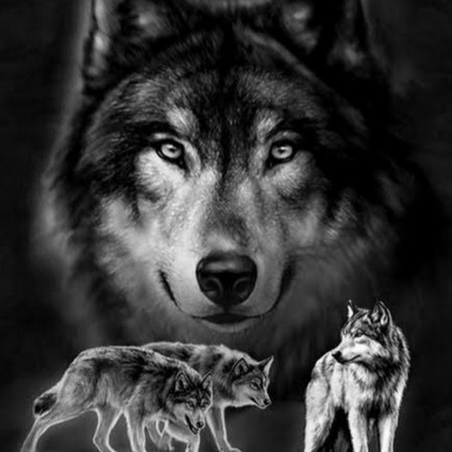 Волк черно белый