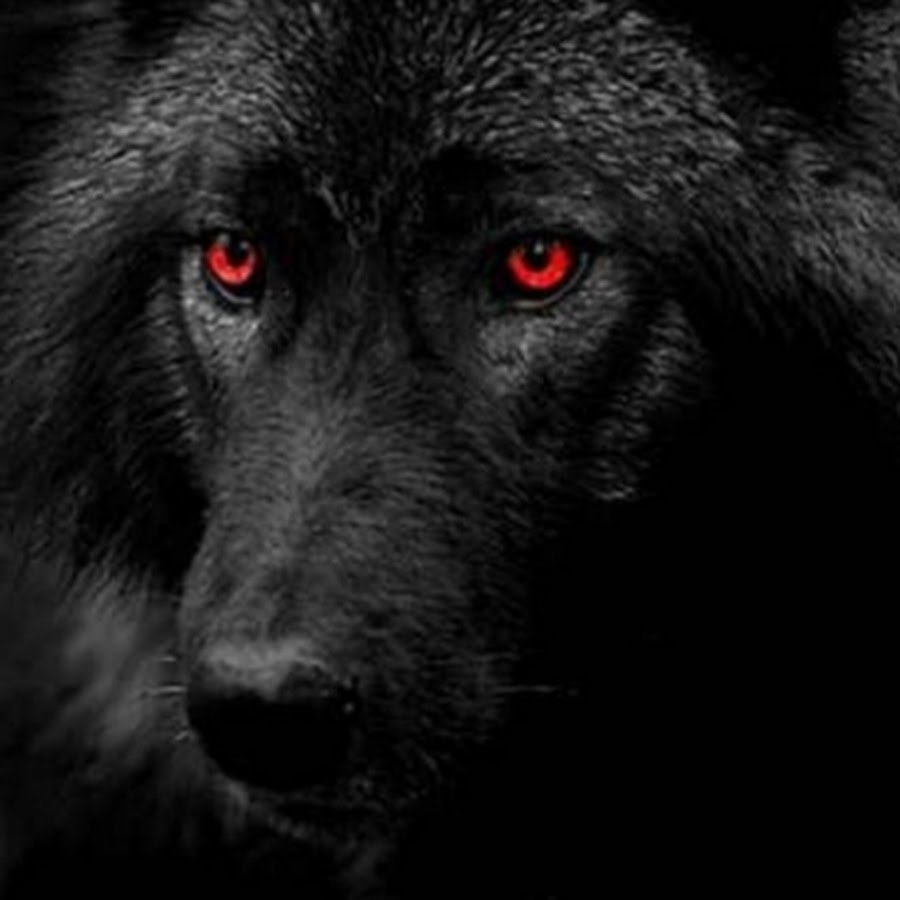 Черно желтый волк