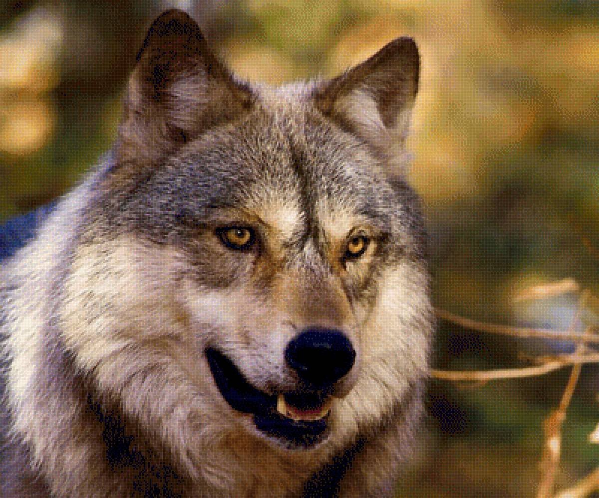 Лидия волк в ВК