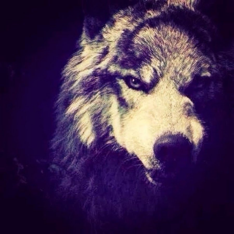 Одинокий волк цитаты