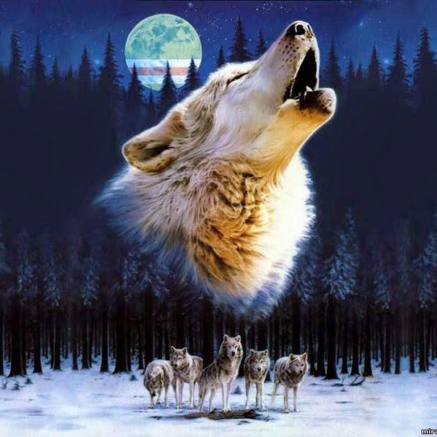 Фильм National Geographic Возвращение волка