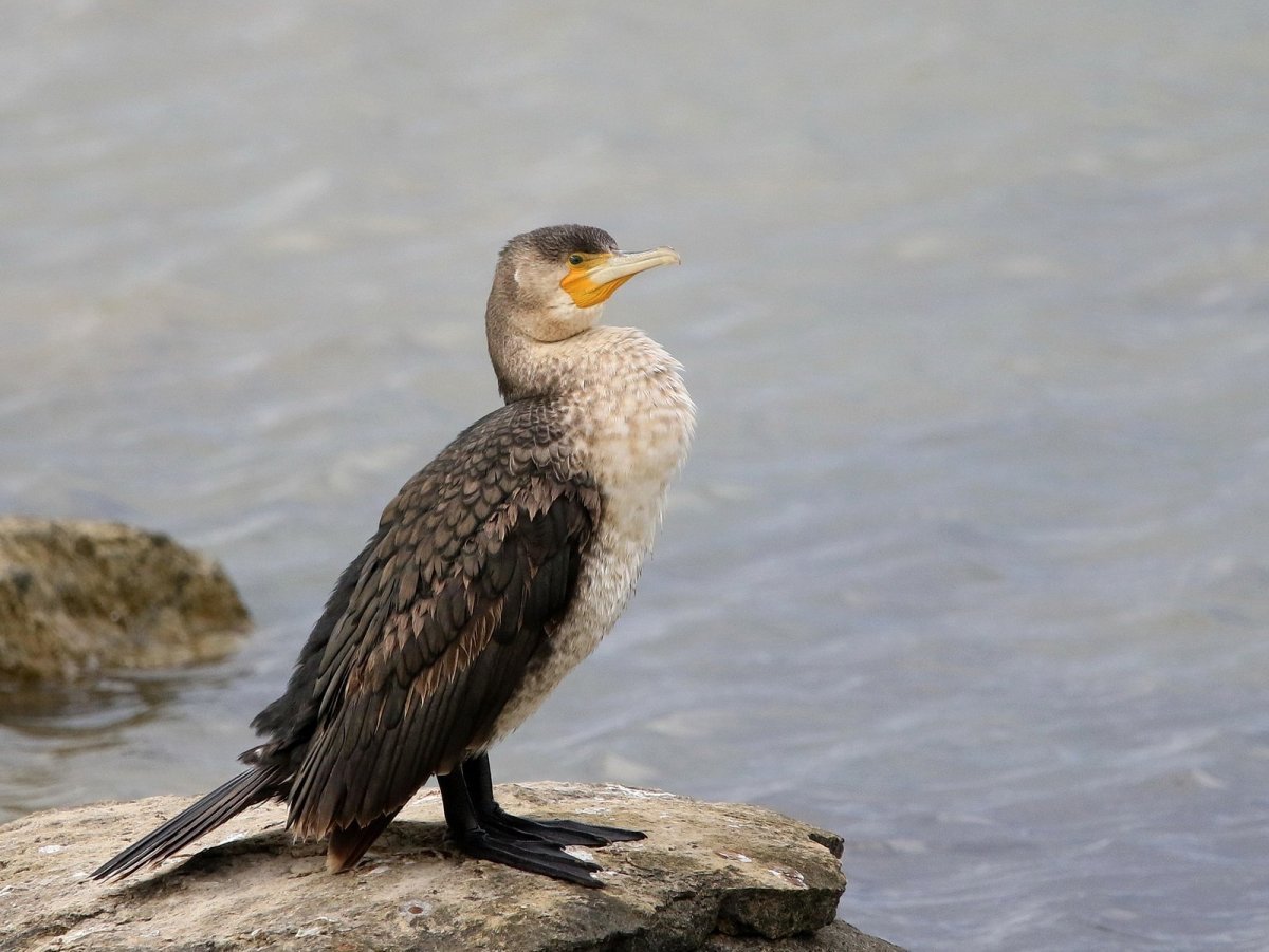 Бакланы фото обои