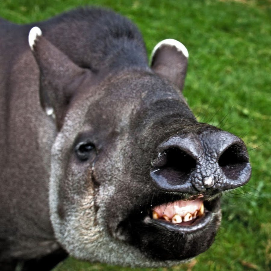 Золотой тапир