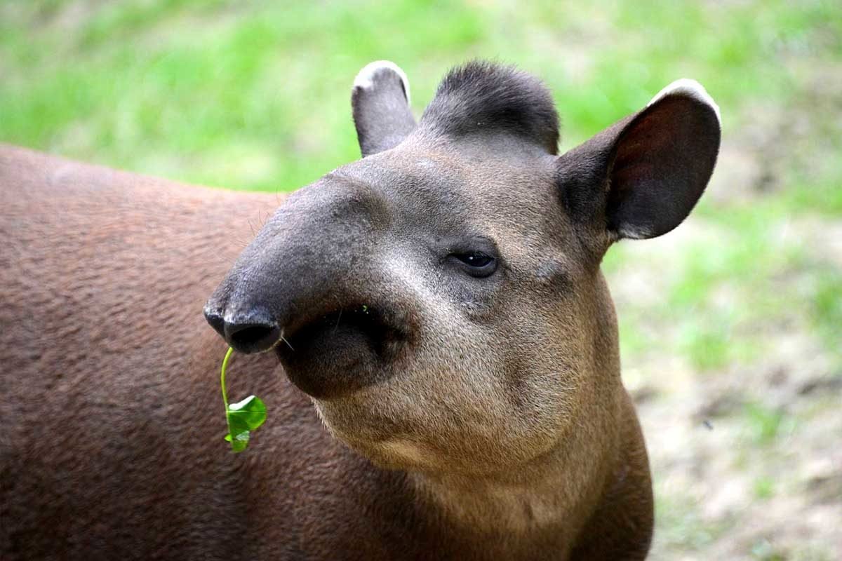 Непарнокопытные тапиры копыта
