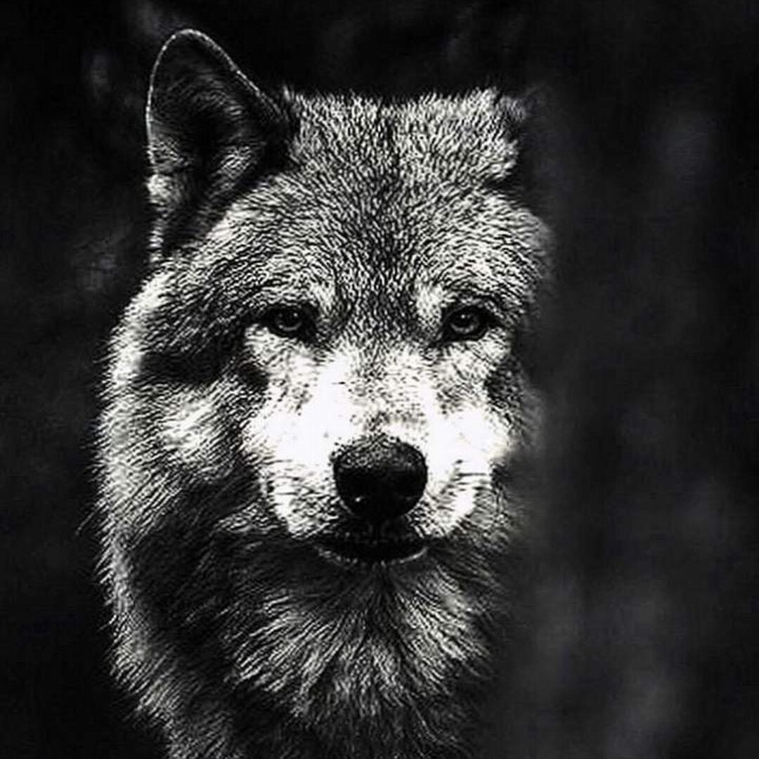 Одинокий волк - Поздравительные открытки на все случаи жизни! - Bagima