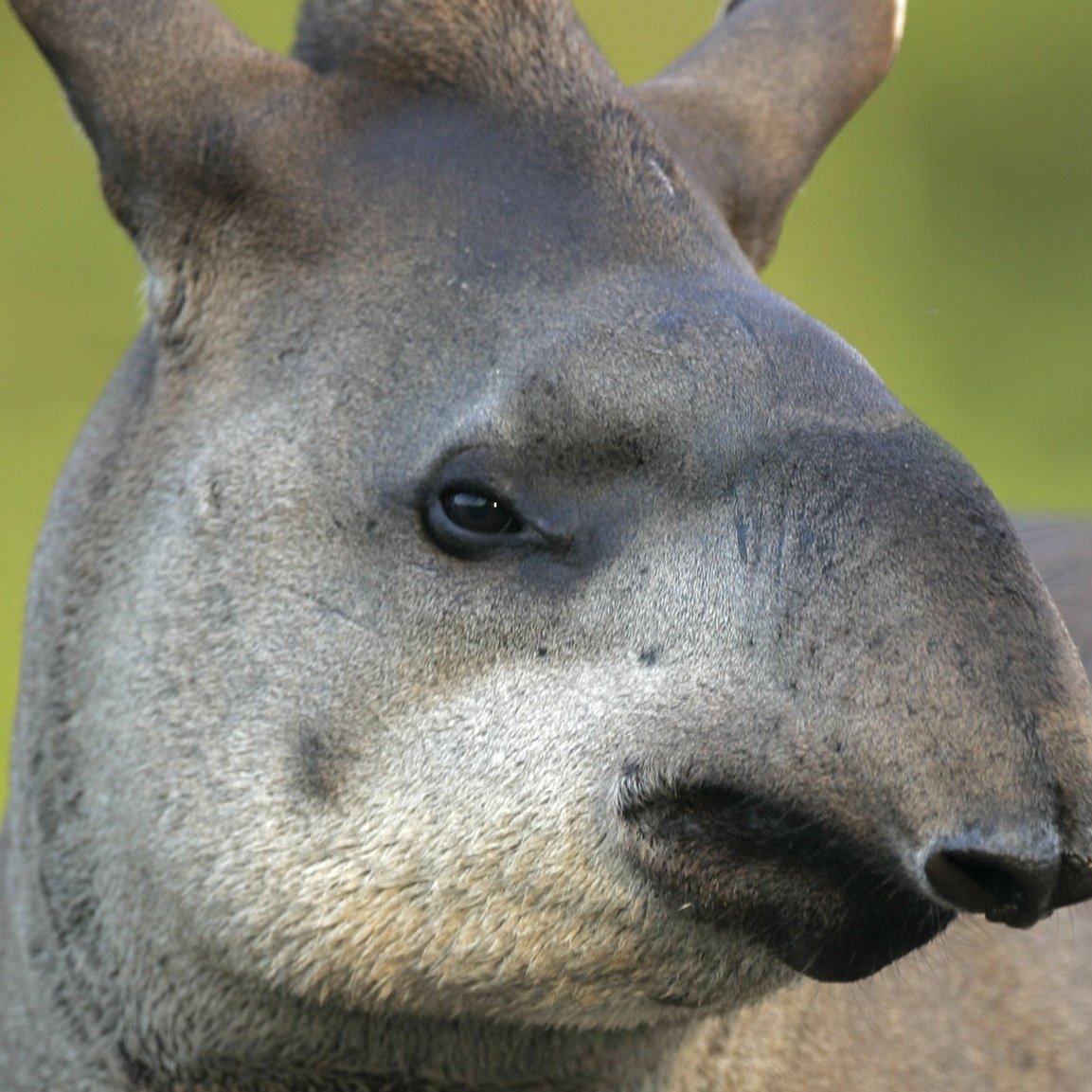 Животные с необычными носами