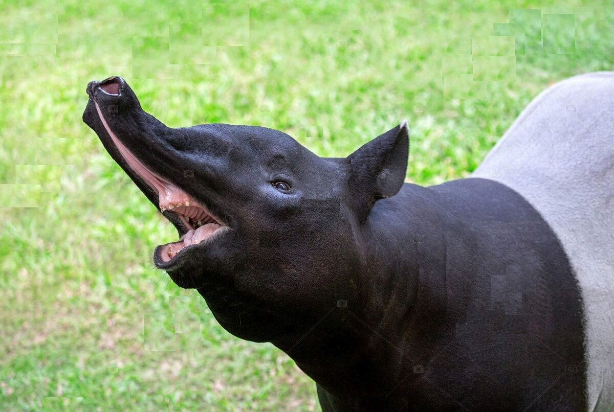 Тапир вампир