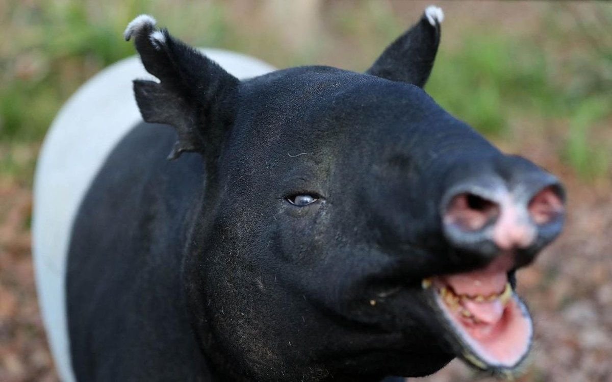 Тапиры с языком