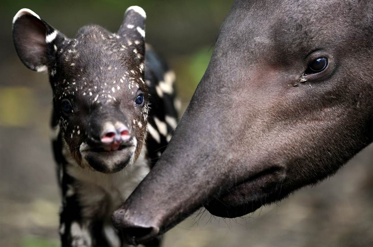 Ганс Шерфиг тапир