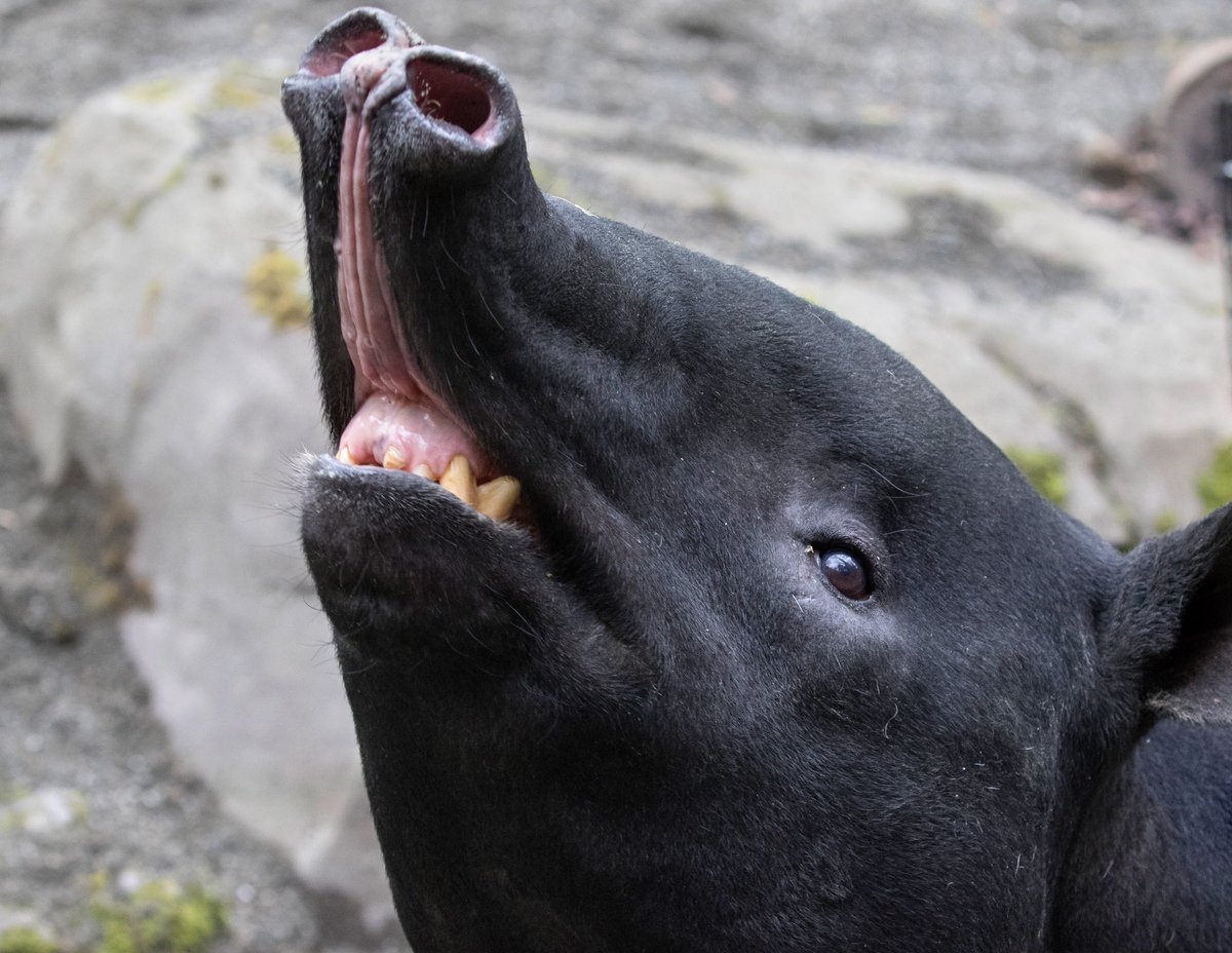 Флемен тапир