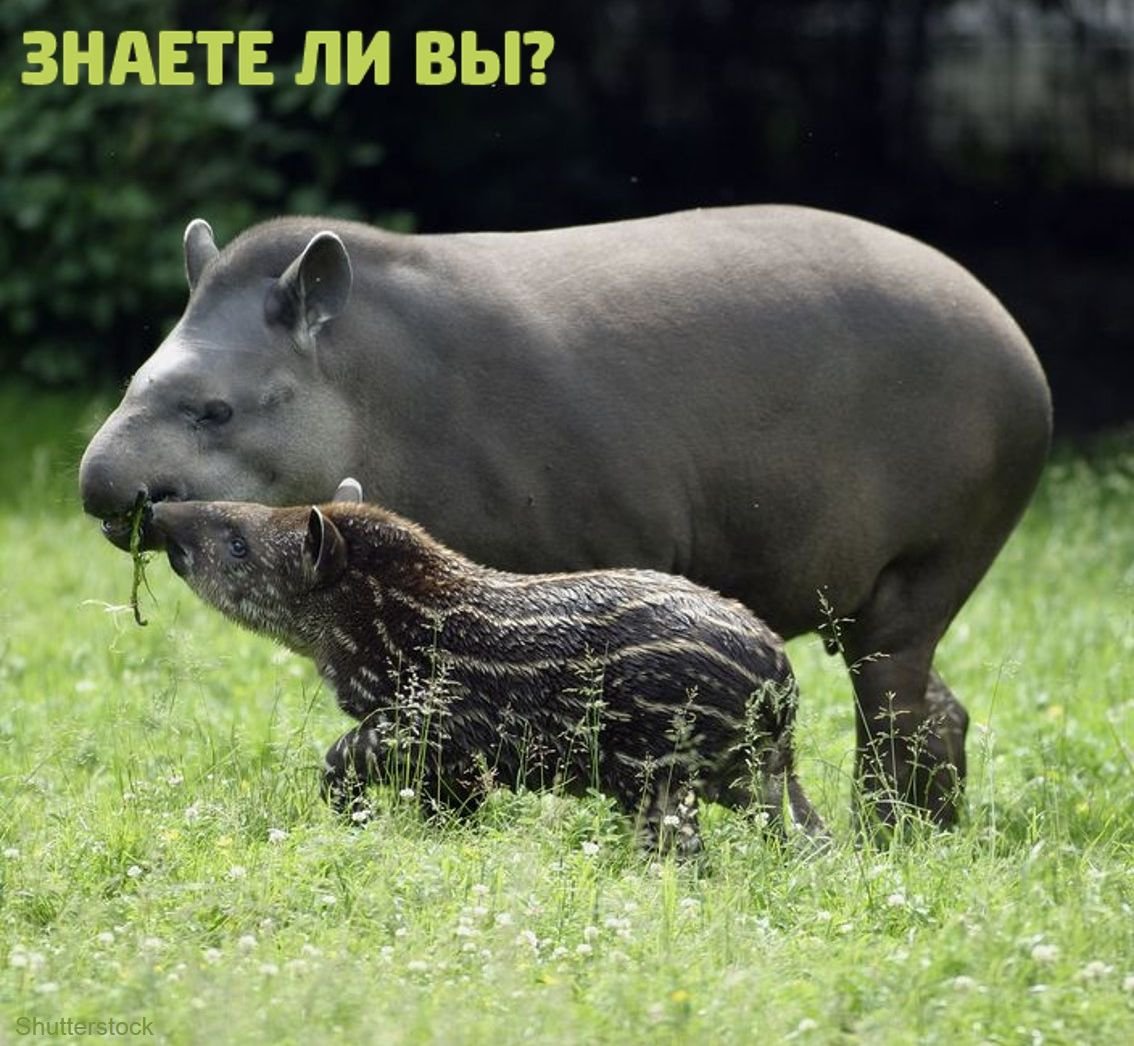 Тапир Игуасу