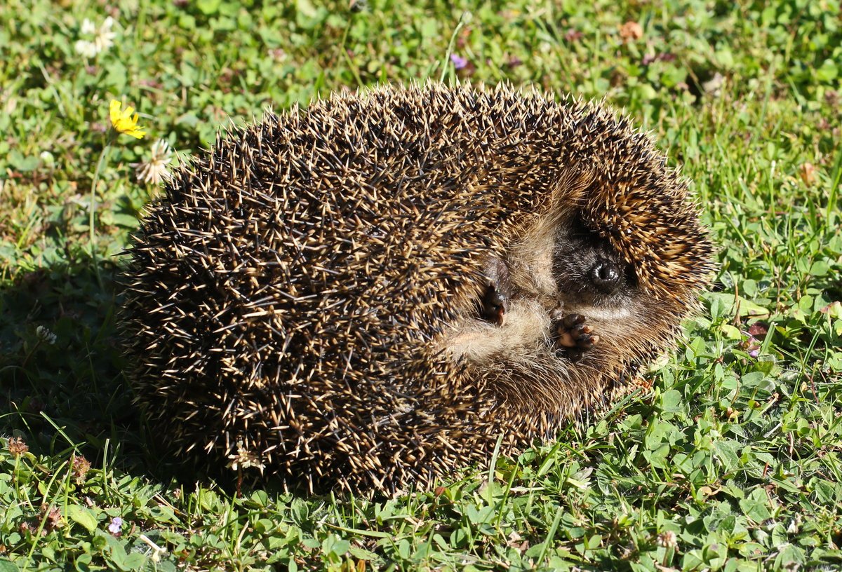 Ёж стимпанк