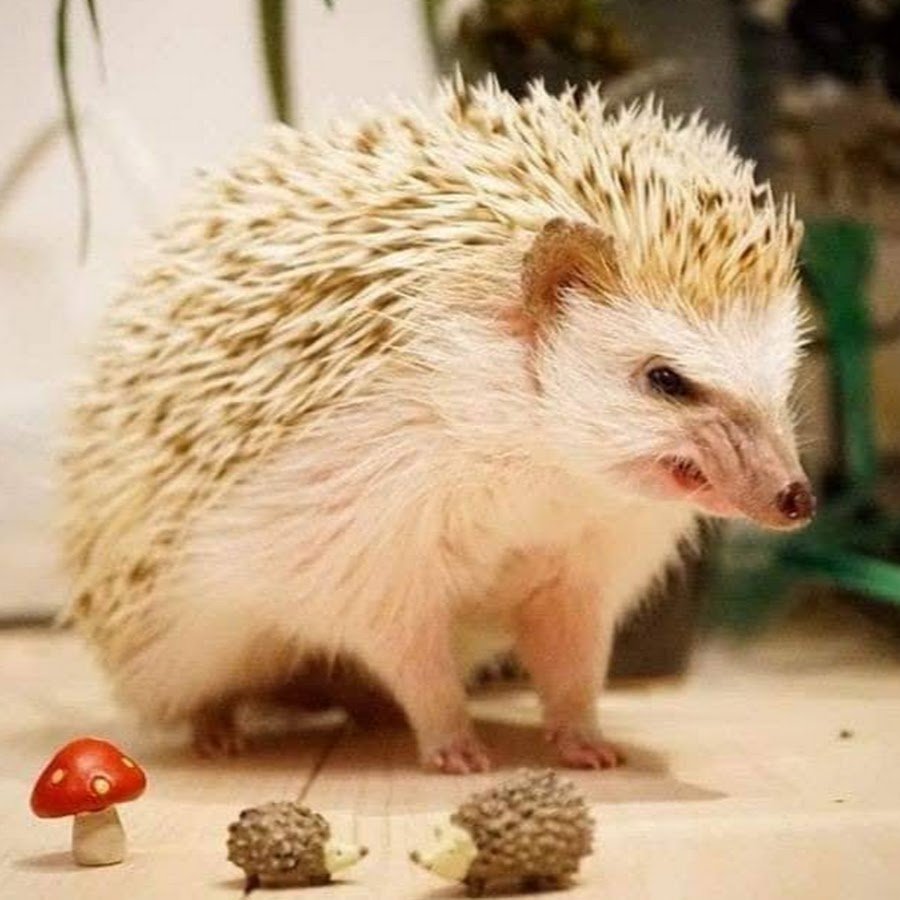 Ежик на танке