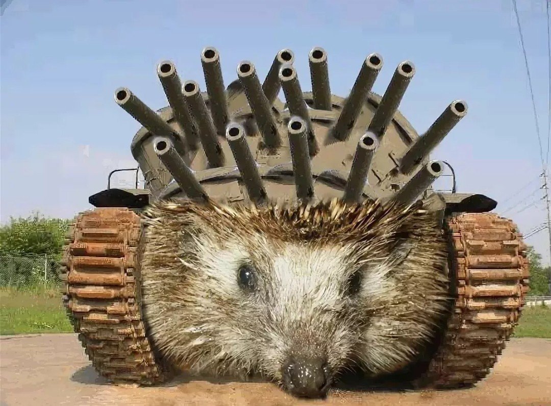 Африканский белобрюхий еж