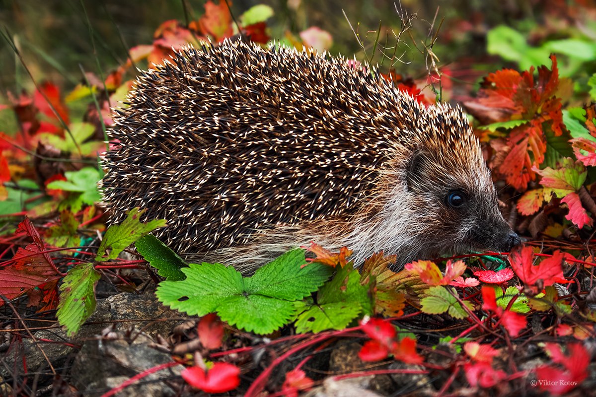 Ежики совокупляются
