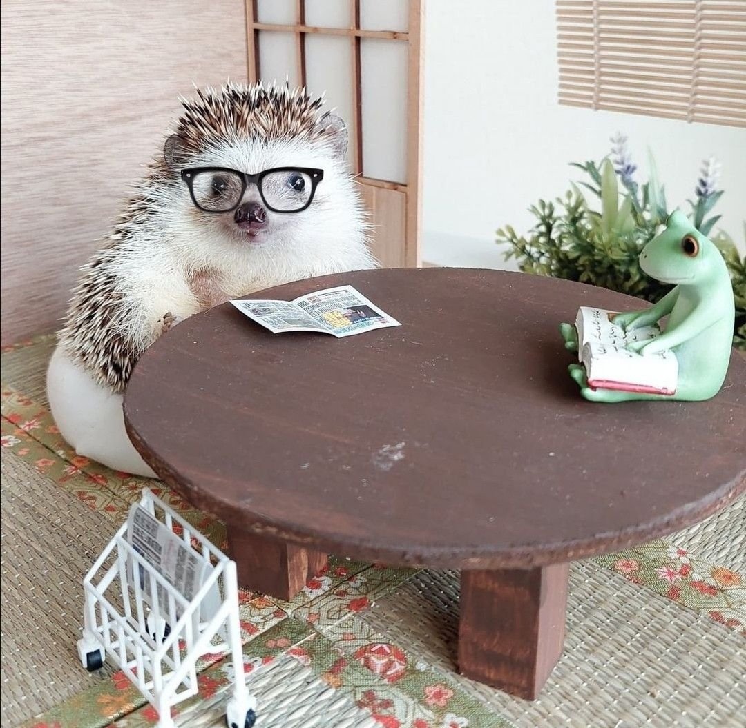 Белогрудый еж домашний