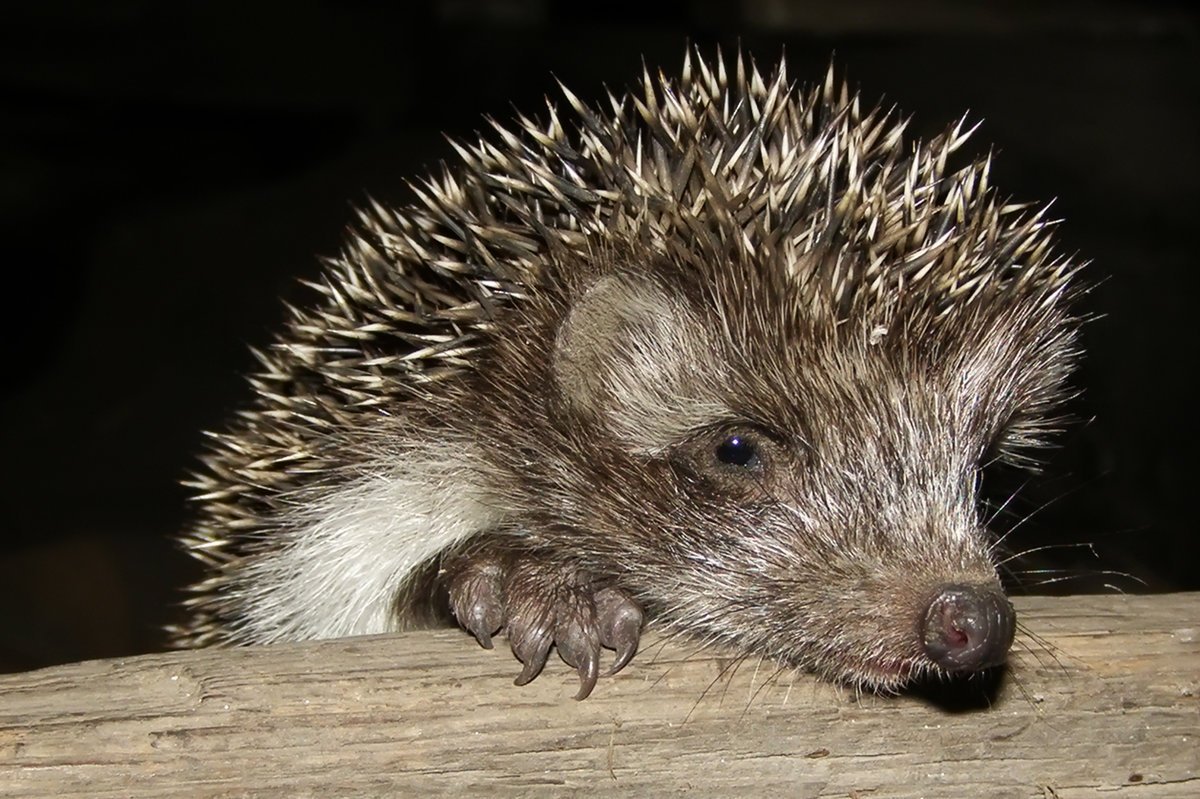 Ежик с яблоком