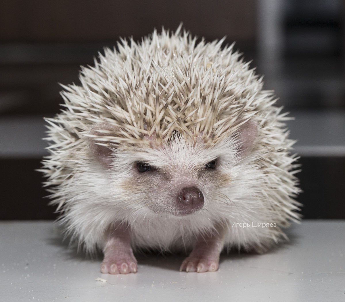 Геронимус Григорий иерей Ежи Сармат