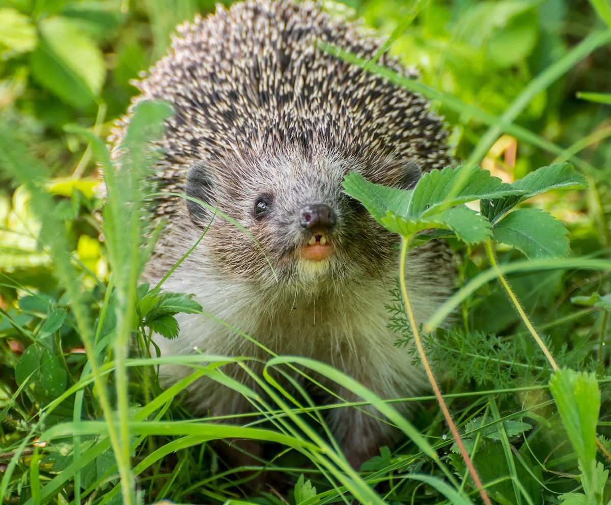 Ежи Сармат в молодости