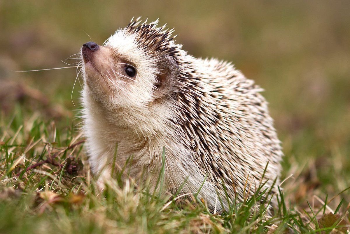 Ежи Сармат меритократия