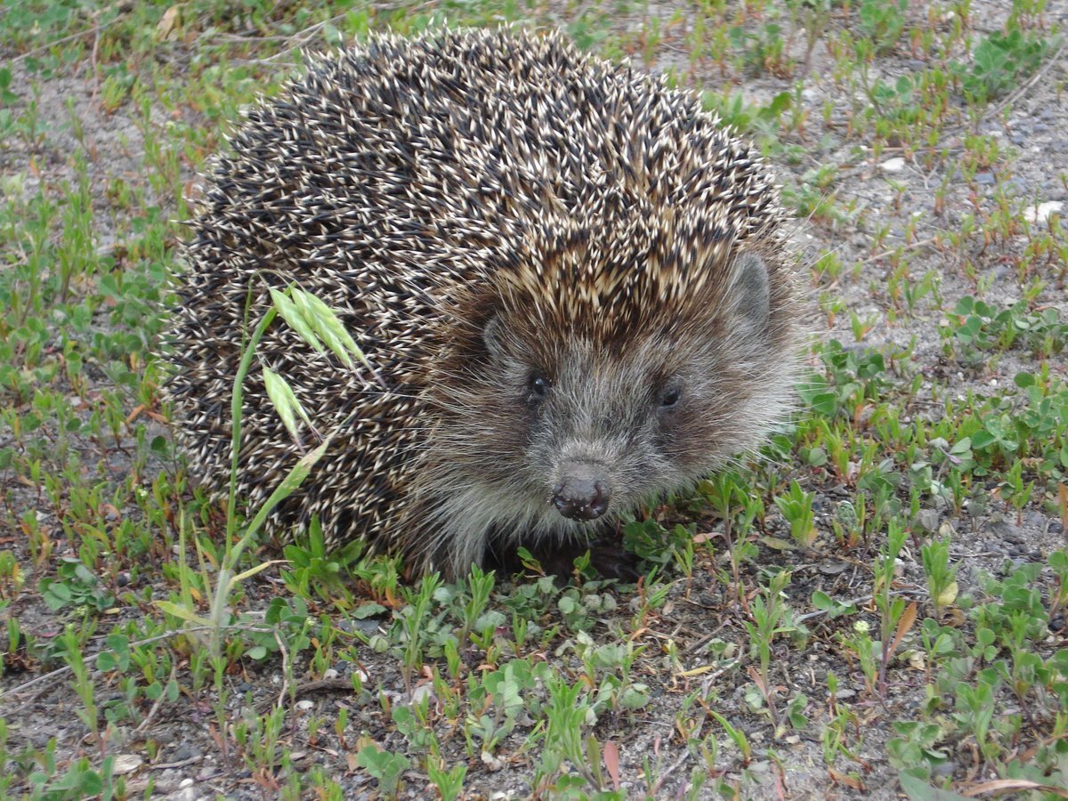 Ежи Сармат арт