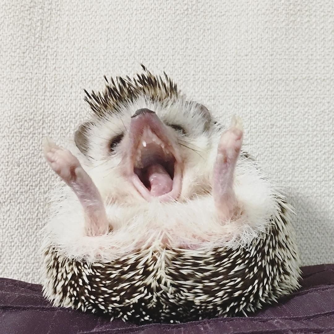 Темноиглый ёж