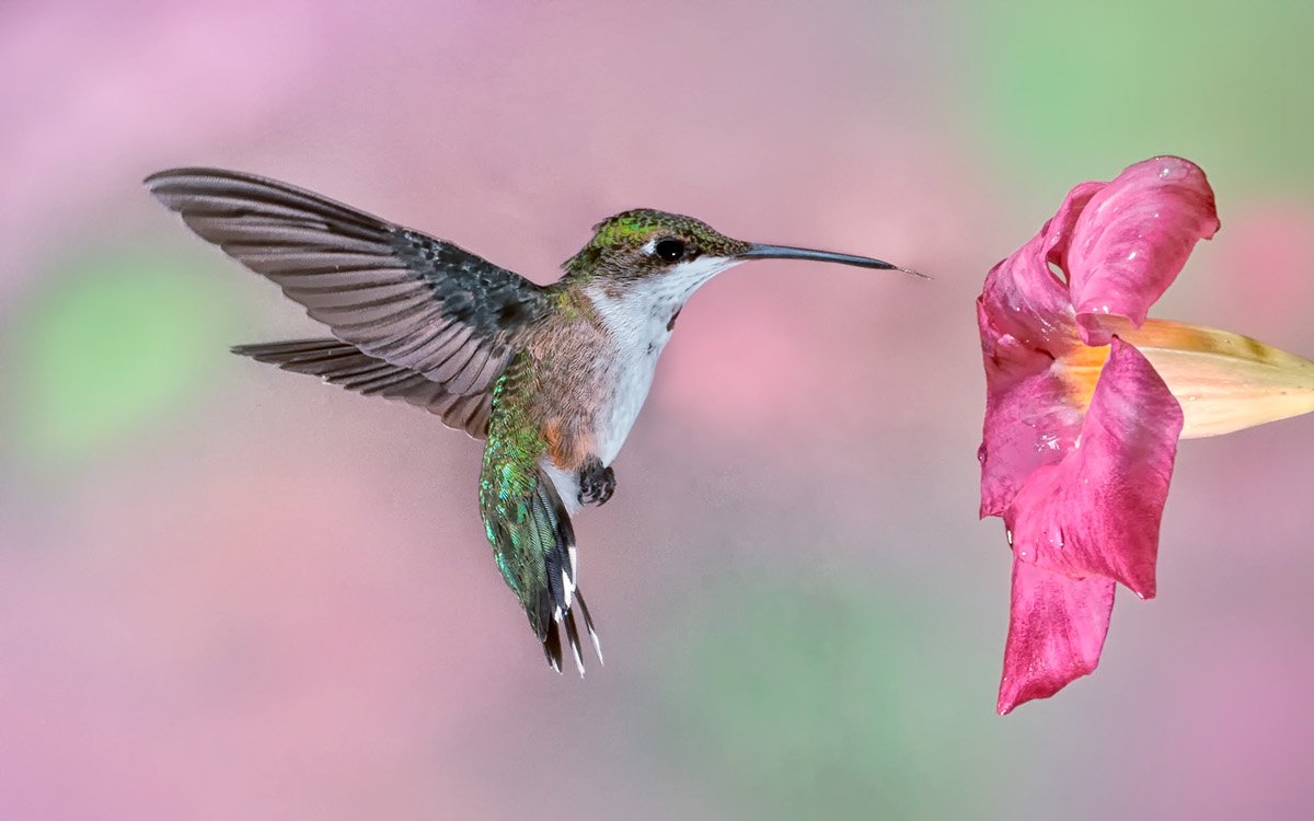 Колибри в Африке