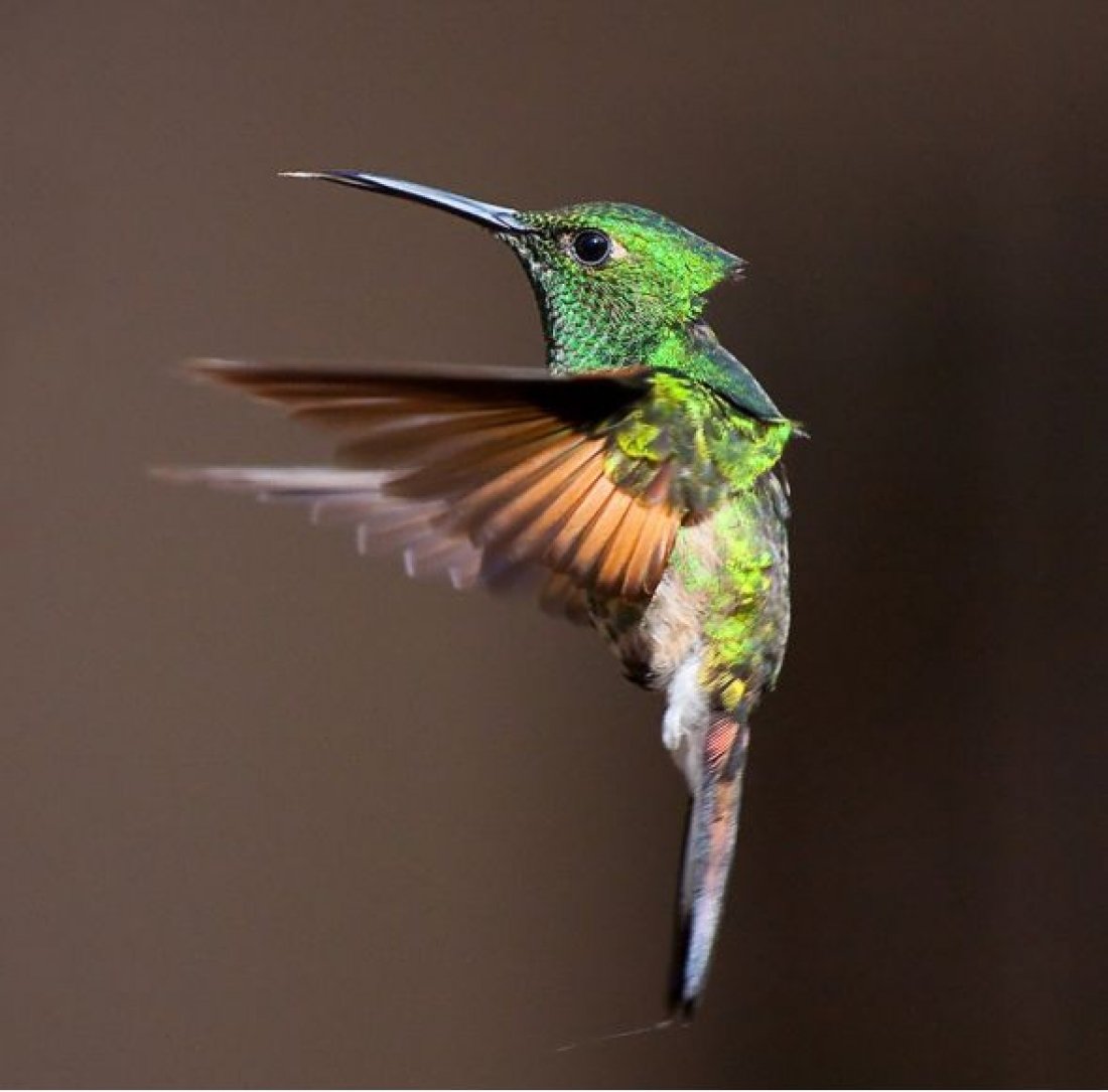 Колибри в Канаде