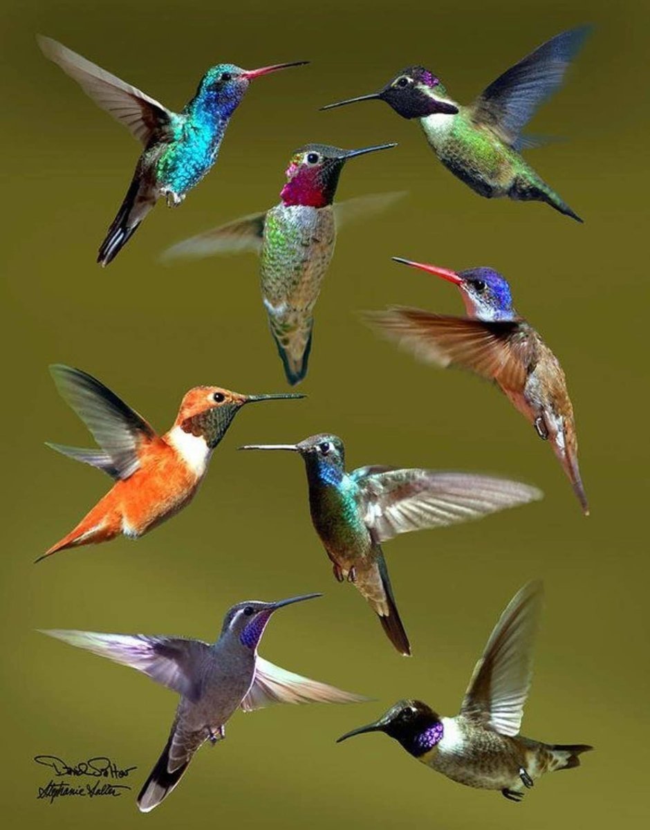 Стайка Колибри