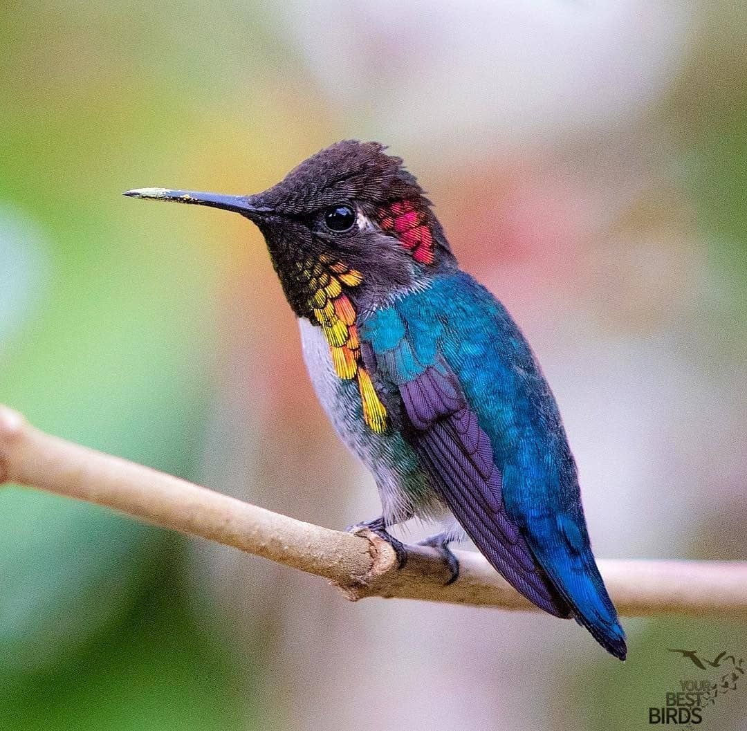 Колибри (подотряд)