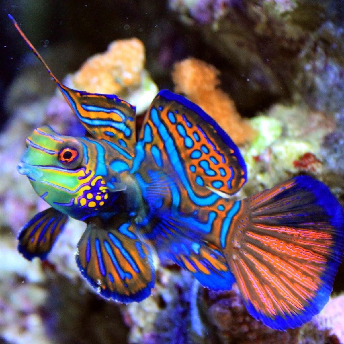 Мандаринка (китайский окунь)