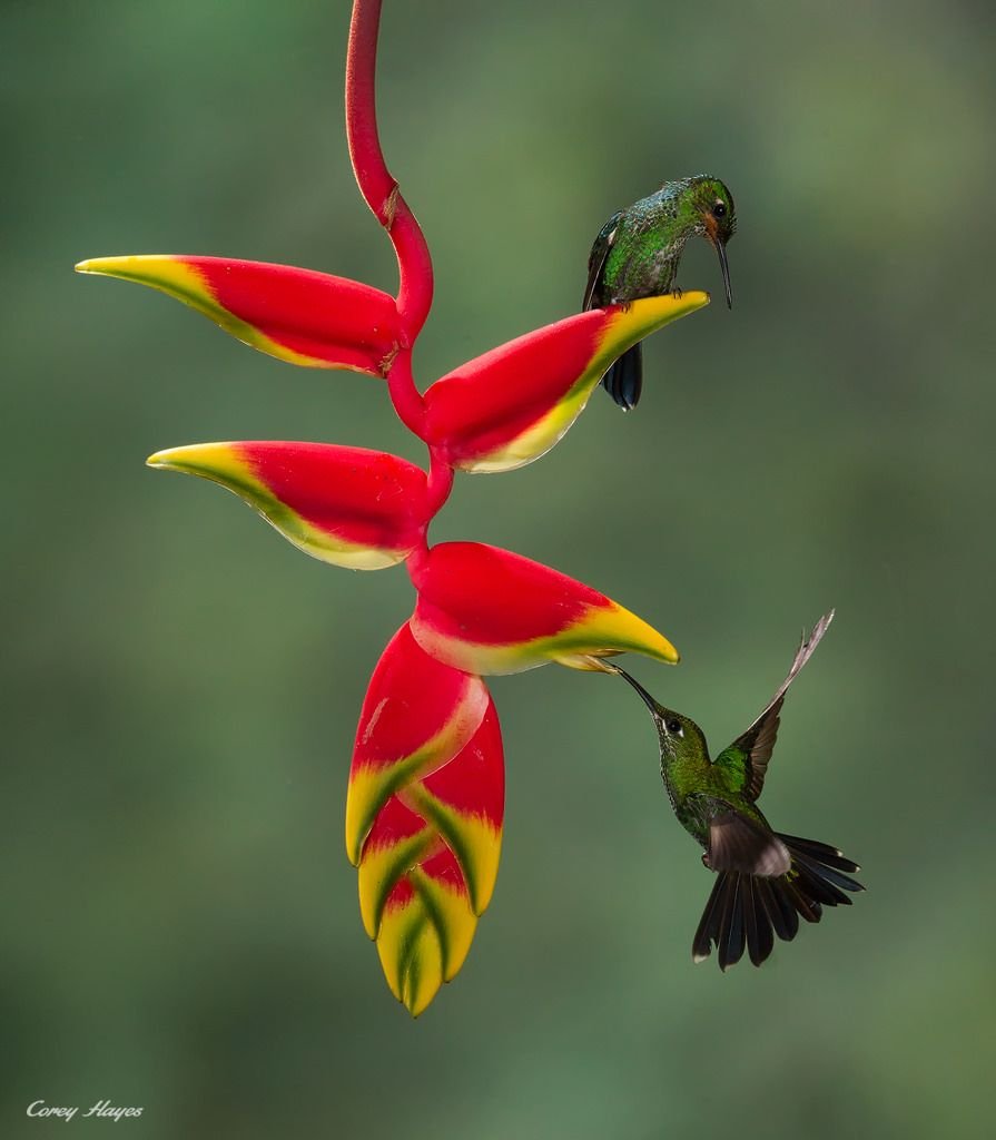 Строение Колибри