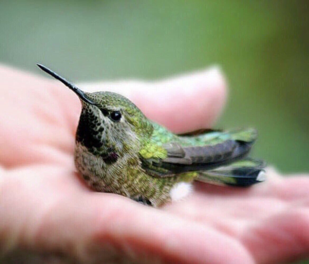 Геликония и Колибри