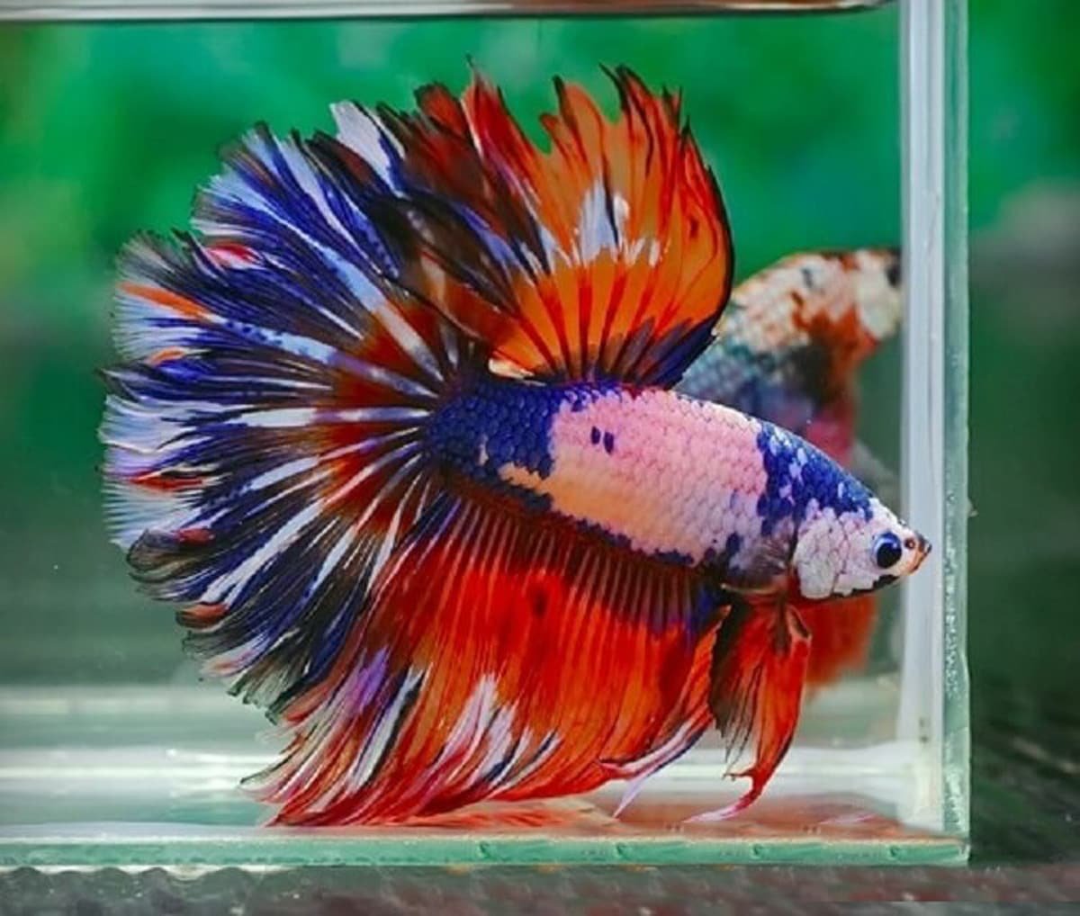 Synchiropus splendidus