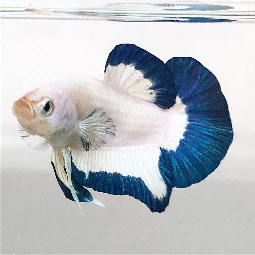 Мандаринка глазчатая рыба