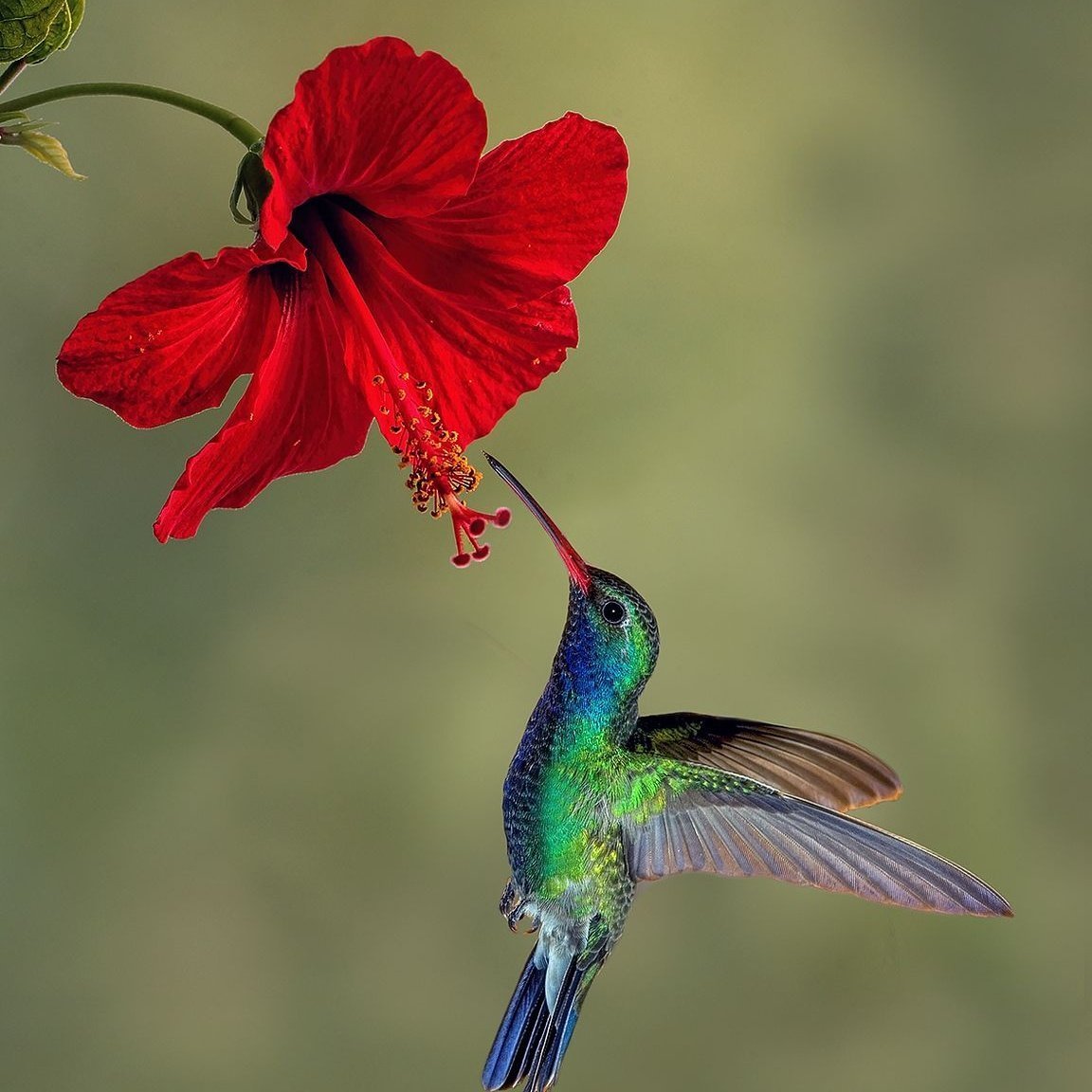 Ширококрылый Колибри