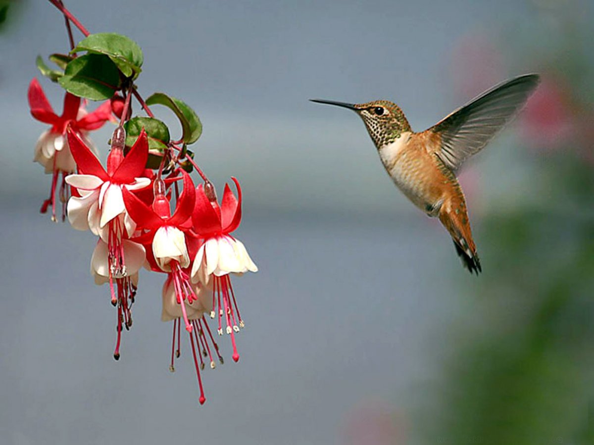Птицы акварельными карандашами