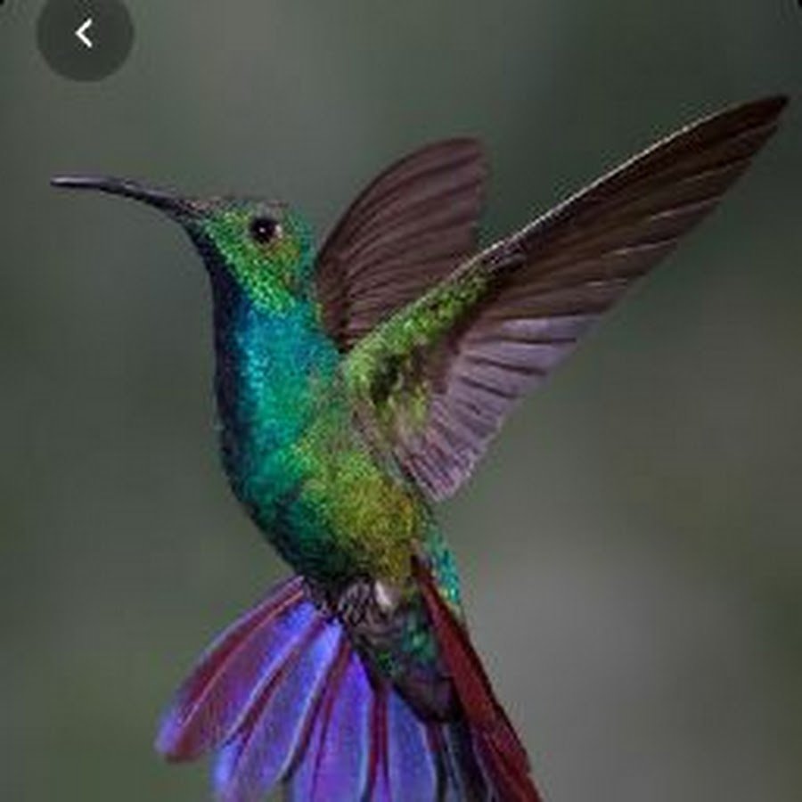 Колибри Мексика