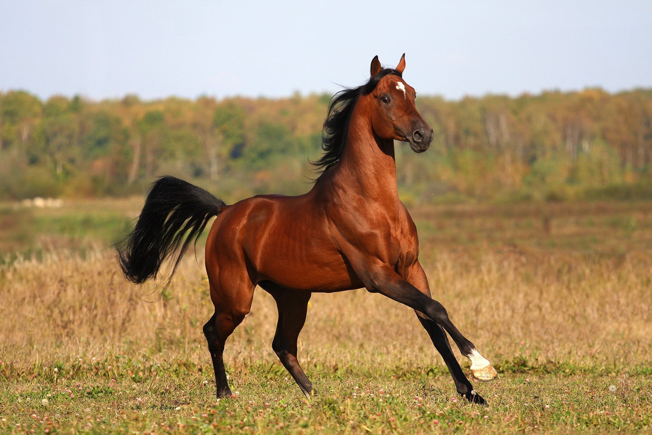 Сильная верховая. Арабская Скаковая порода лошадей. Лошади породы арабская чистокровная. Гнедой Мустанг. Арабская Скаковая чистопородная лошадь.