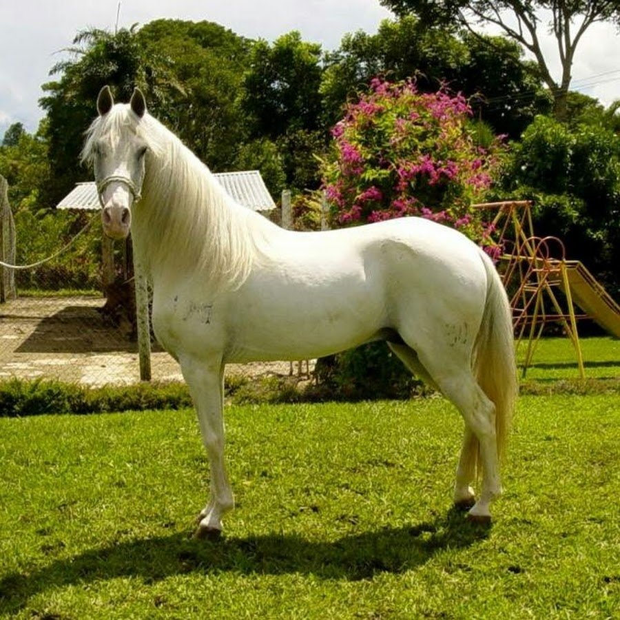 Породистая лошадь фото