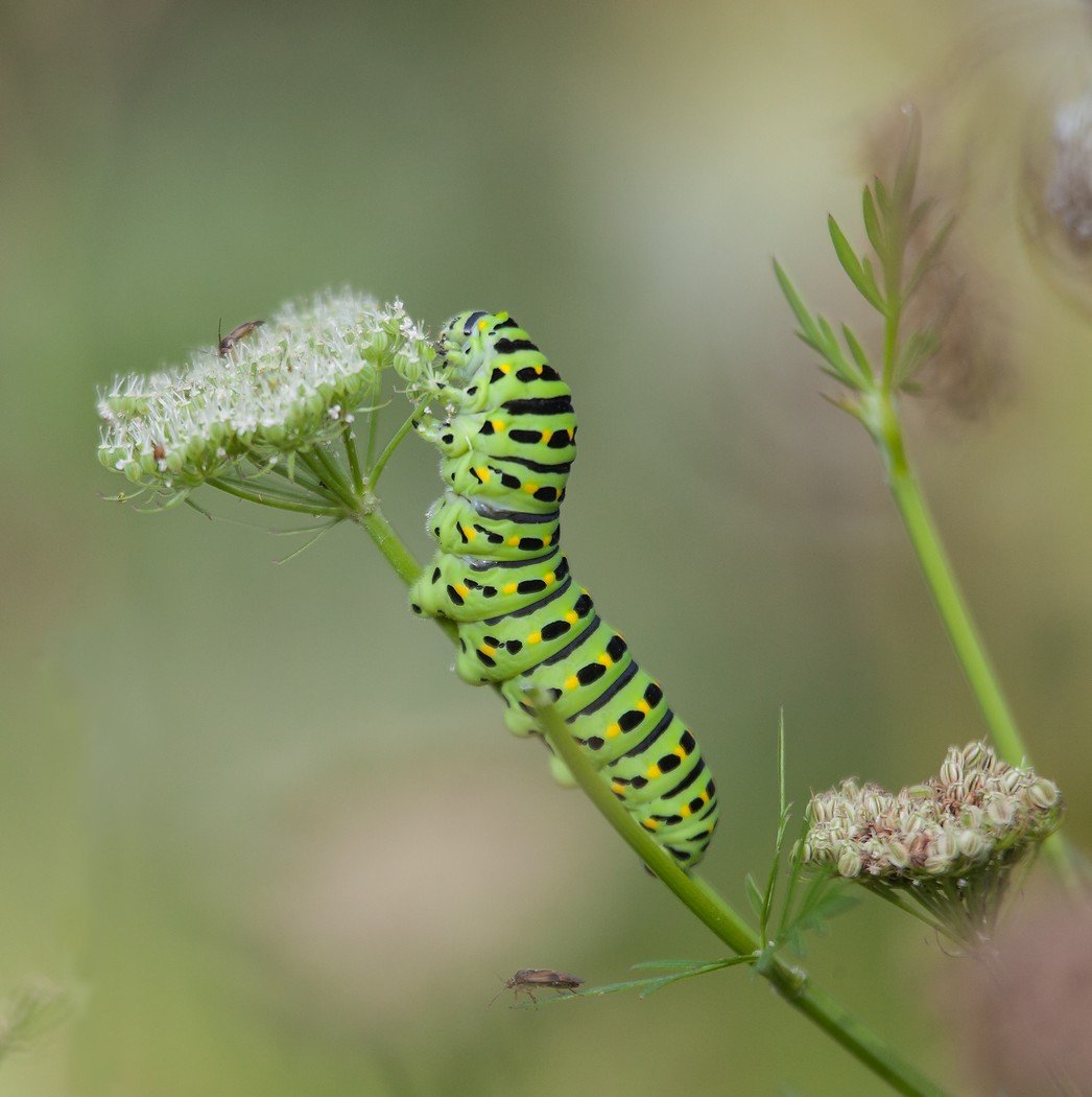 Гусеница жгучая роза