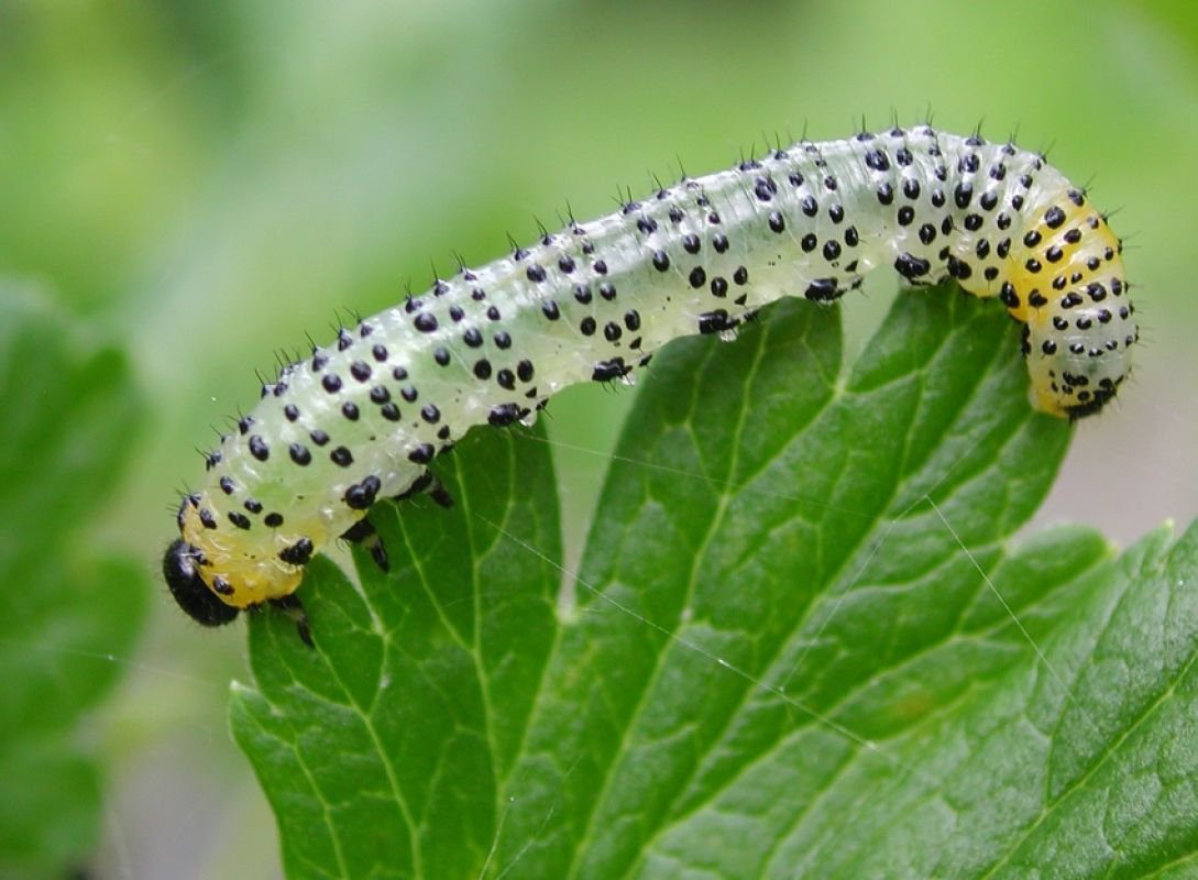 Зелёные гусеницы павлиний глаз