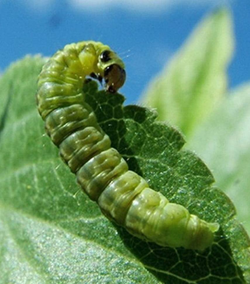 Hyalophora Cecropia Caterpillar