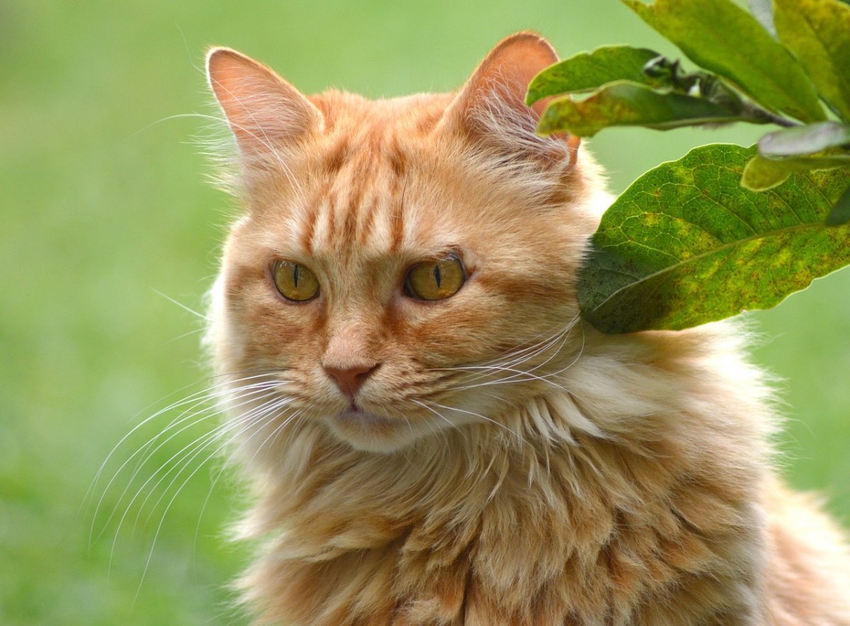 Кот краснеет