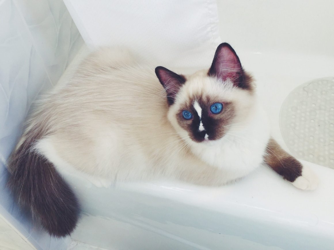 Рэгдолл гладкошерстный