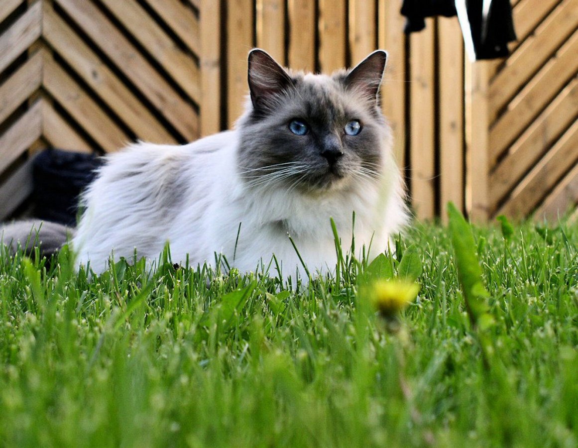 Порода Рэгдолл